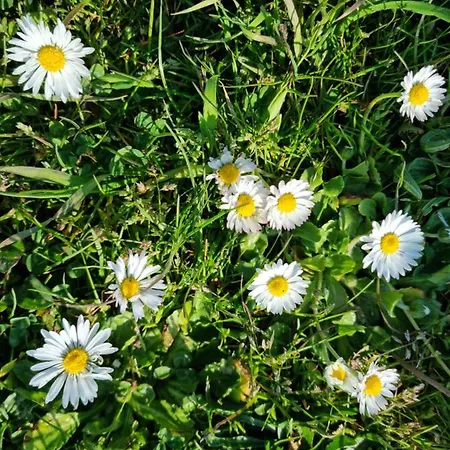 Private Camp - Wolf & Sheep - 4 Bungalows- 8 Person