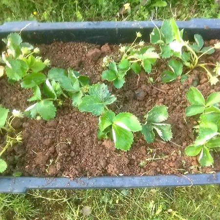 Camp Wolf & Sheep- Nature & Adventure *