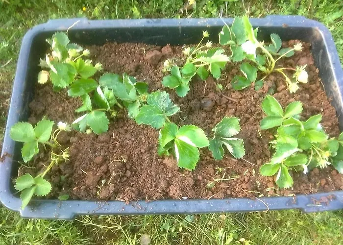 Camp Wolf & Sheep- Nature & Adventure *