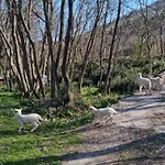 مكان تخييم Camp Wolf & Sheep- Nature & Adventure