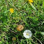 Camp Wolf & Sheep- Nature & Adventure مكان تخييم