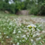 Camp Wolf & Sheep- Nature & Adventure بودغوريتْسا