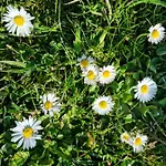 Camp Wolf & Sheep- Nature & Adventure