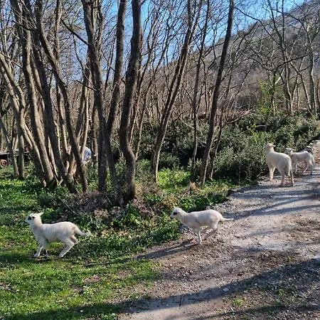 Кемпінг Private Camp - Wolf & Sheep - 4 Bungalows- 8 Person