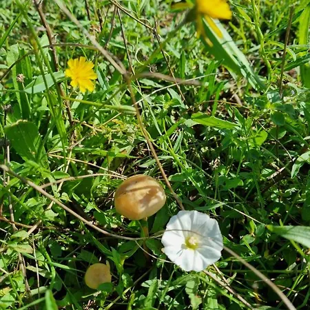 Private Camp - Wolf & Sheep - 4 Bungalows- 8 Person Camping