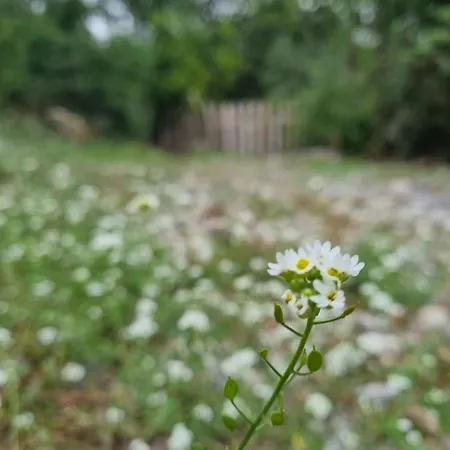 Private Camp - Wolf & Sheep - 4 Bungalows- 8 Person Подгориця