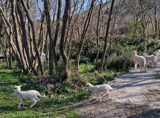 Camping Camp Wolf & Sheep- Nature & Adventure