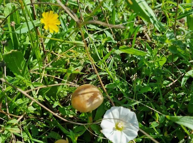 Camp Wolf & Sheep- Nature & Adventure Camping