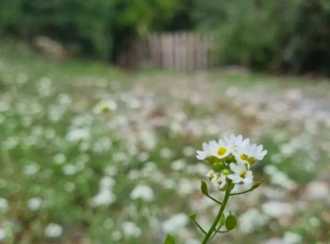 Camp Wolf & Sheep- Nature & Adventure Podgorica