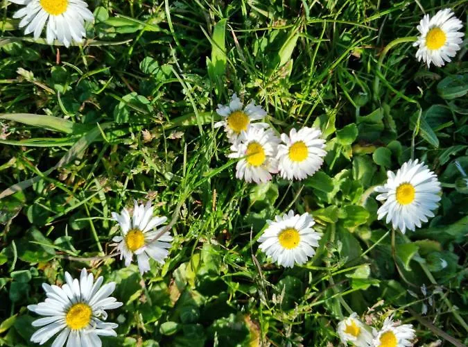 Camp Wolf & Sheep- Nature & Adventure