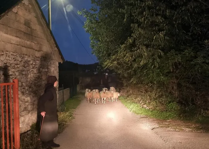 Camp Wolf & Sheep- Nature & Adventure Camping